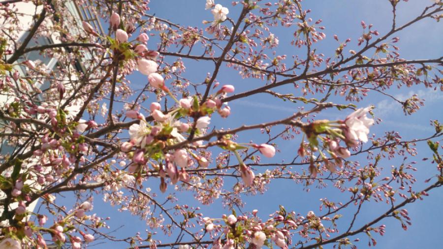 Körsbärsblomma2