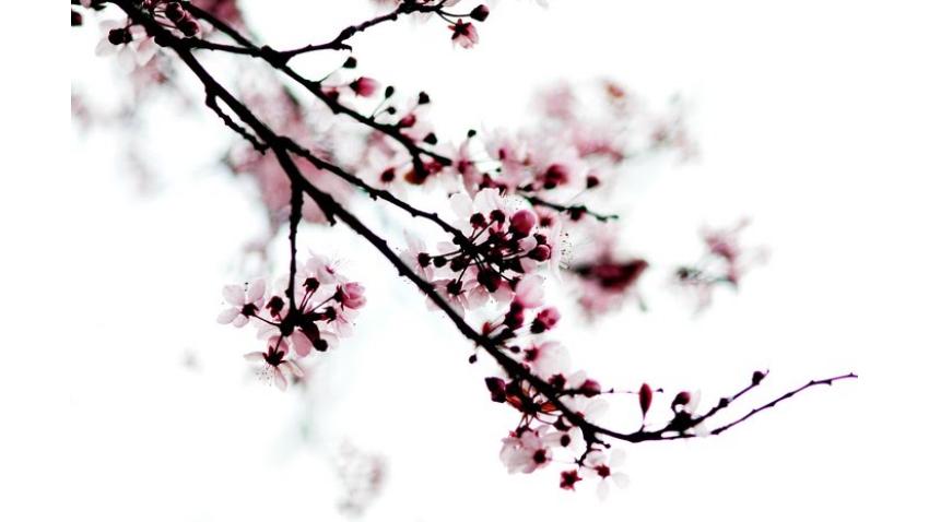 Körsbärsblomma